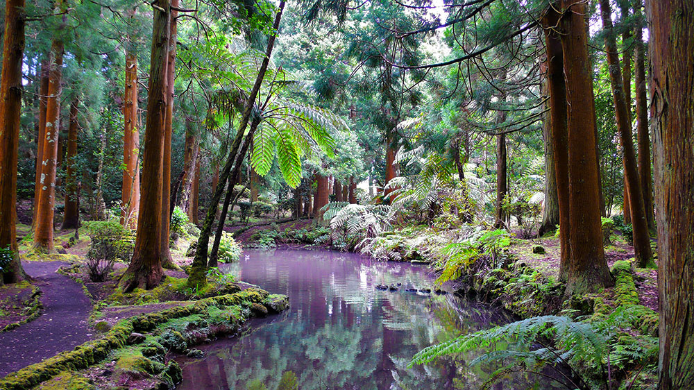 Blauwasser_Azoren_Sao_Jorge_Parc_Florestal