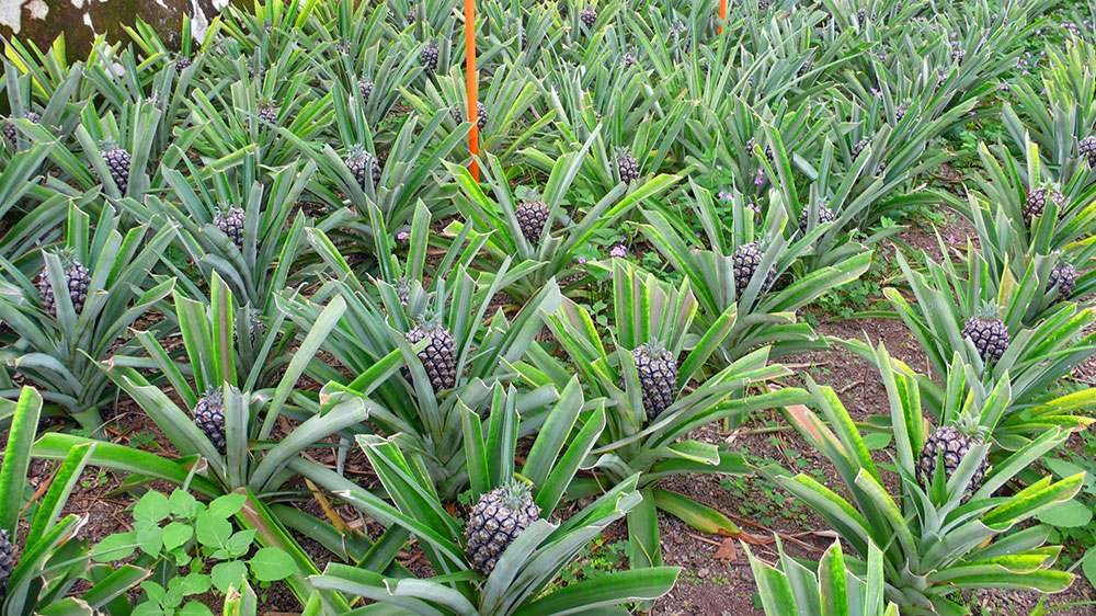 Blauwasser_Azoren_ponta_delgada_Ananas