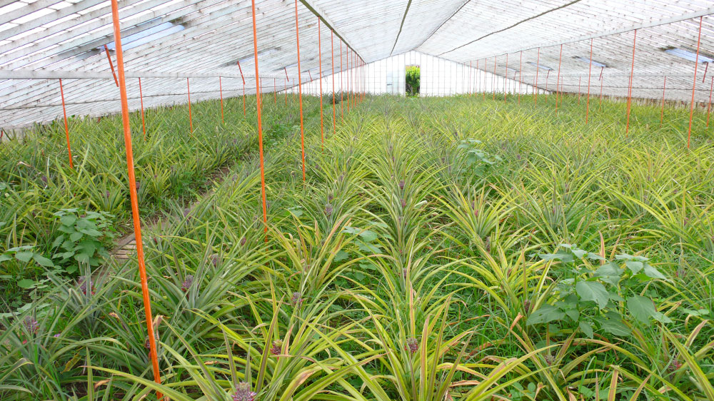 Blauwasser_Azoren_ponta_delgada_Ananas_Anbau