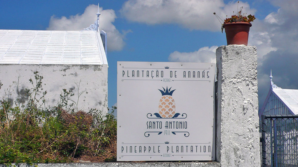 Blauwasser_Azoren_ponta_delgada_Ananas_Produzent