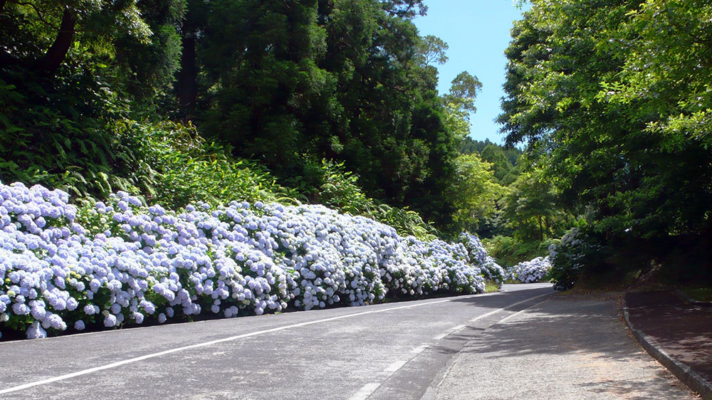 Blauwasser_Azoren_ponta_delgada_Strasse