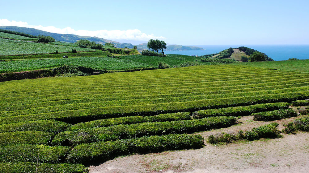 Blauwasser_Azoren_ponta_delgada_Teeplantage