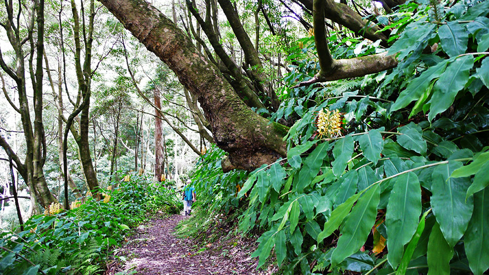 Blauwasser_Azoren_ponta_delgada_wald_Ribeira_Cha