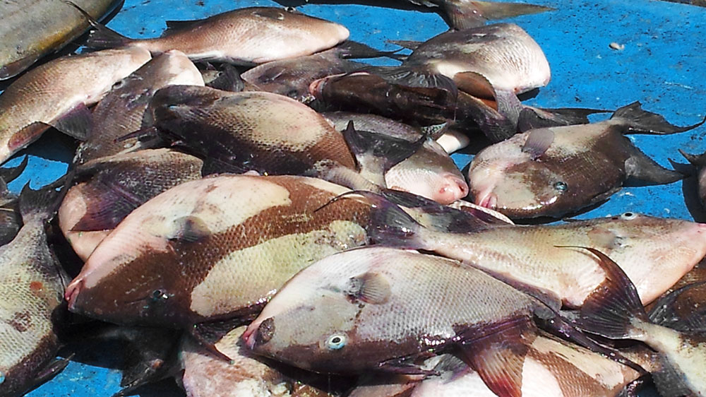 Blauwasser_Azoren_santa_maria_Peixe_porco