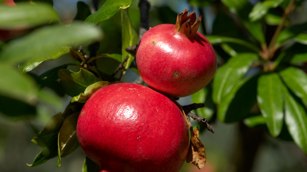 Blauwasser_Kroatien_Norddalmatien_Granatapfel