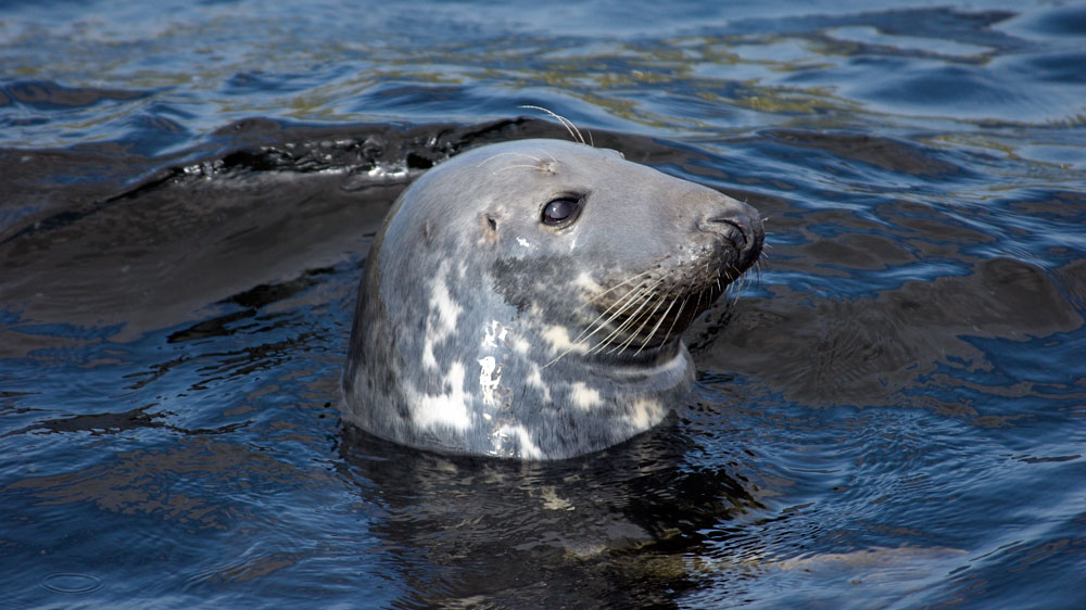 Blauwasser_Schottland_Hebriden_Seelöwe
