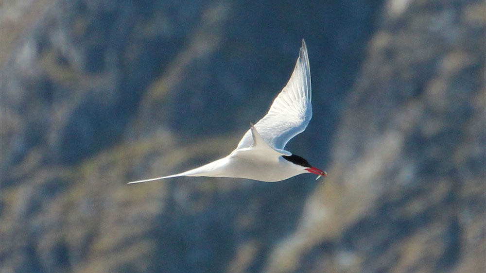 blauwasser_anbieter_hs-segelreisen_2