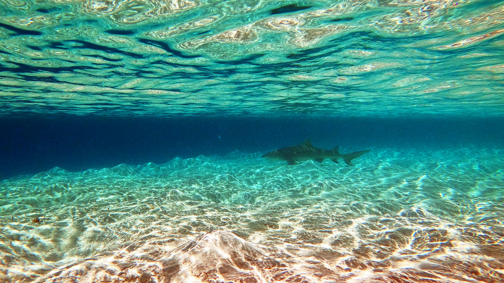 blauwasser_bahamas_exumas_segeln_hai