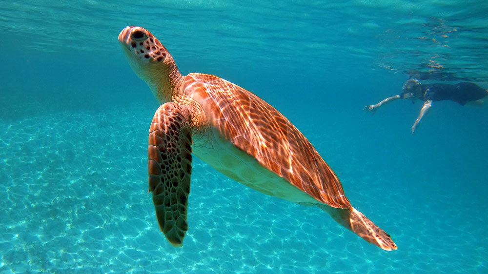blauwasser_bahamas_exumas_segeln_schildkroete