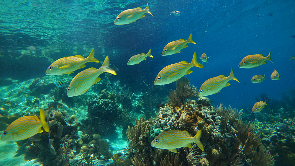 blauwasser_bahamas_exumas_segeln_schnorcheln