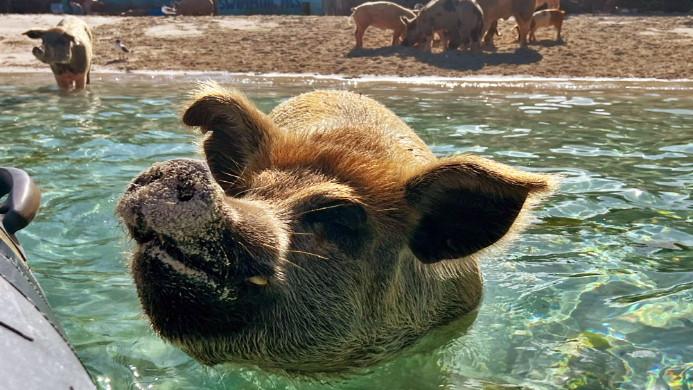 blauwasser_bahamas_exumas_segeln_schwimmende_schweine