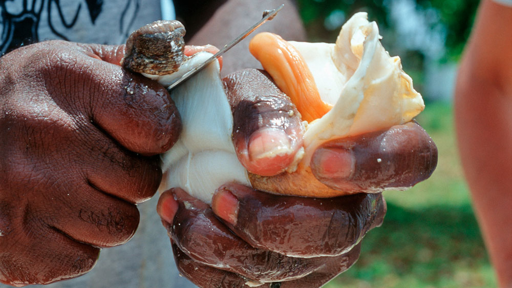 blauwasser_belize_conch_muschel