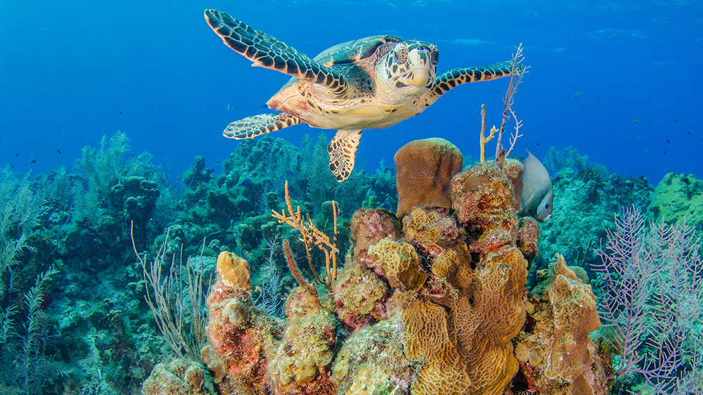 blauwasser_caymaninseln_revierinformationen_unterwasser