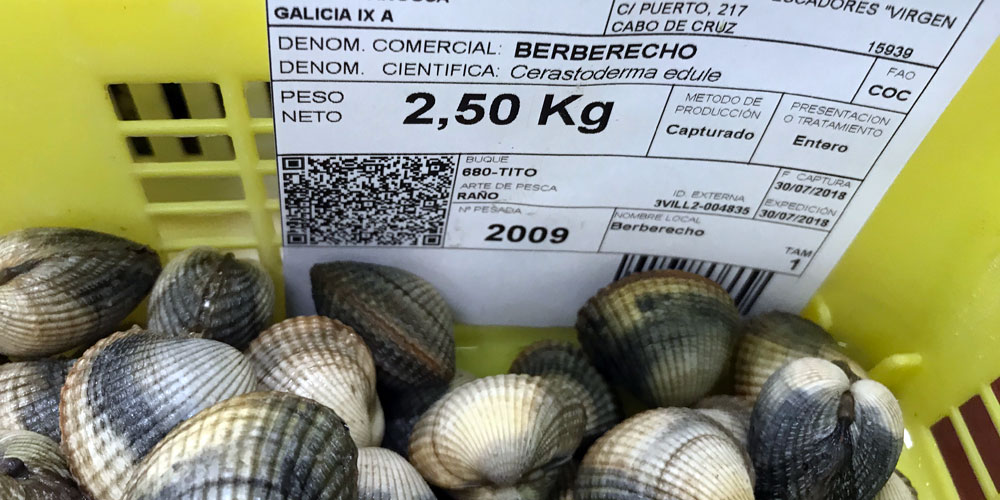 blauwasser_galizien_cabo_cruz_fischauktion_3