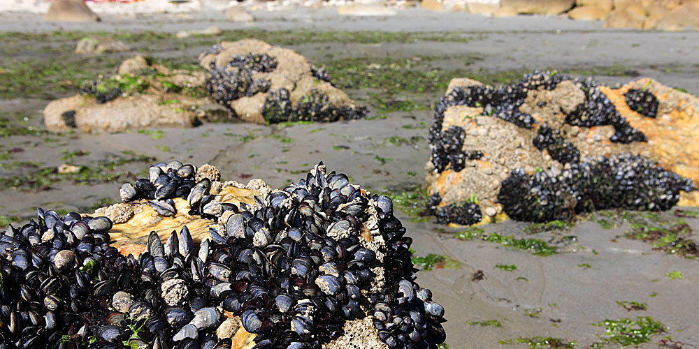 blauwasser_galizien_sandria_muscheln