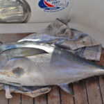 blauwasser_hochsee_angeln_ozean_thunfisch