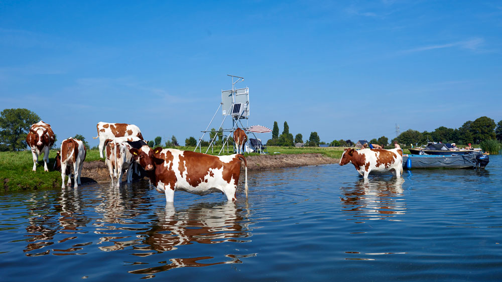 blauwasser_holland_hafen_muiden_vecht_kühe