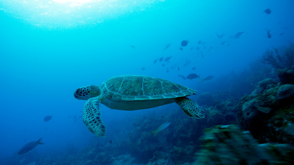 blauwasser_karibik_leeward_islands_tauchen_schildkroete