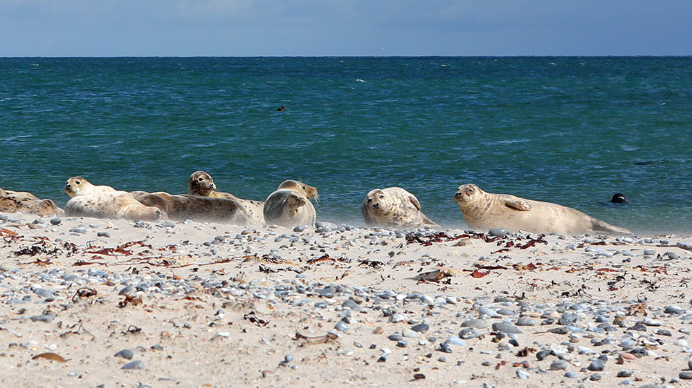 blauwasser_liegeplatz_helgoland_marina_faehre_duene_robben