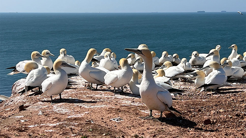 blauwasser_liegeplatz_helgoland_marina_felsen
