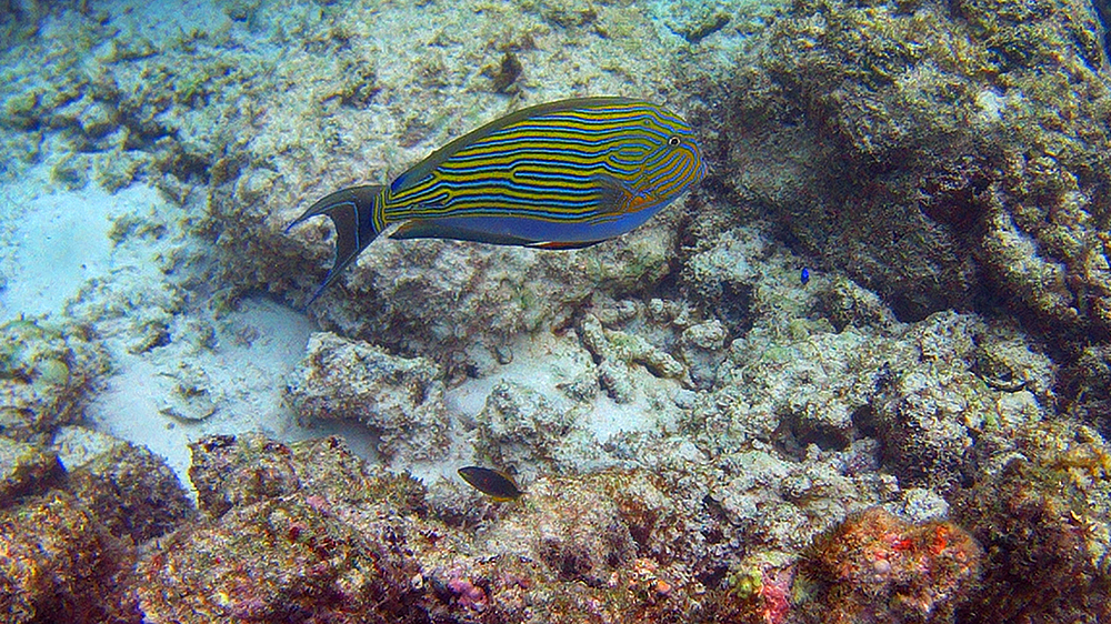blauwasser_liegeplatz_seychellen_anse_lazio_schnorcheln