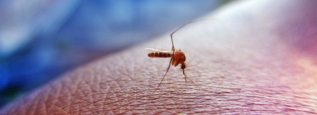 blauwasser_malaria_dengue_chikungunya_header