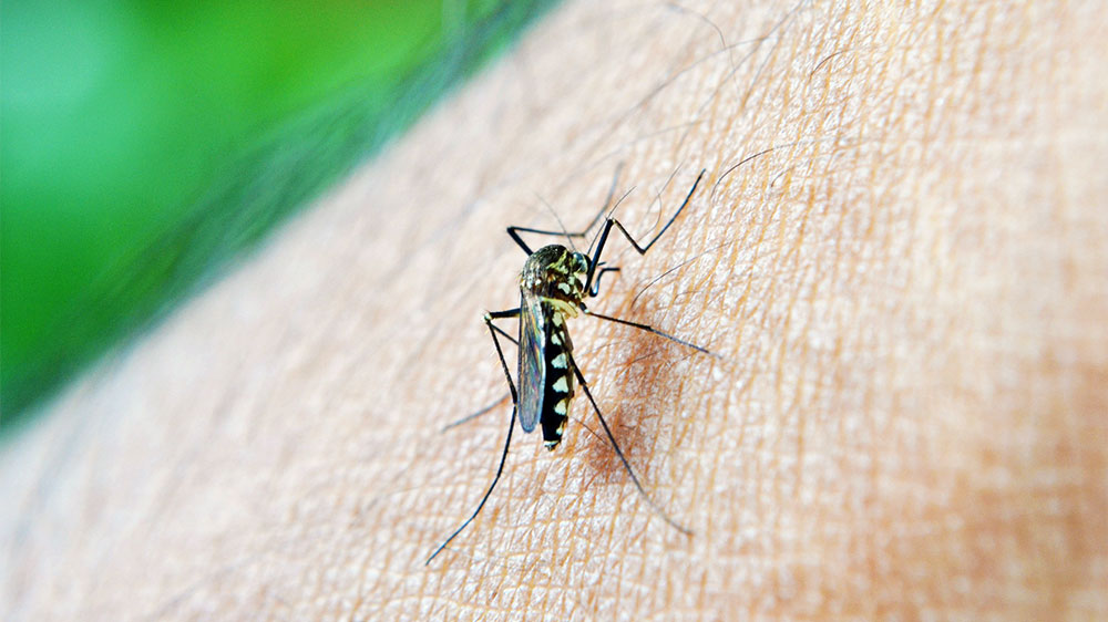 blauwasser_malaria_dengue_chikungunya_muecke