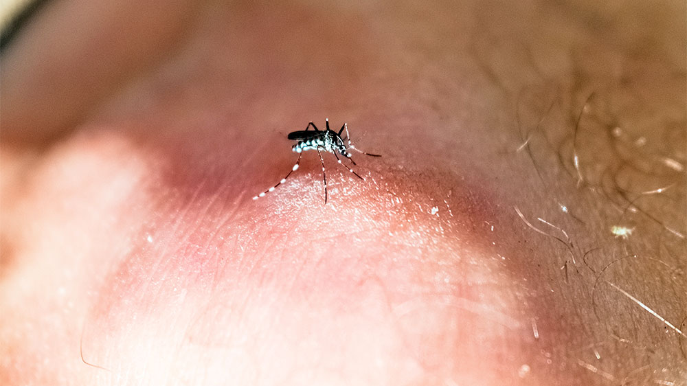 blauwasser_malaria_dengue_chikungunya_wirkung