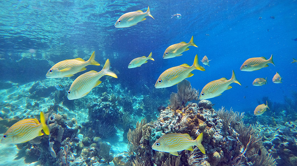 blauwasser_marina_bahamas_exumas_allans_cay_unterwasser