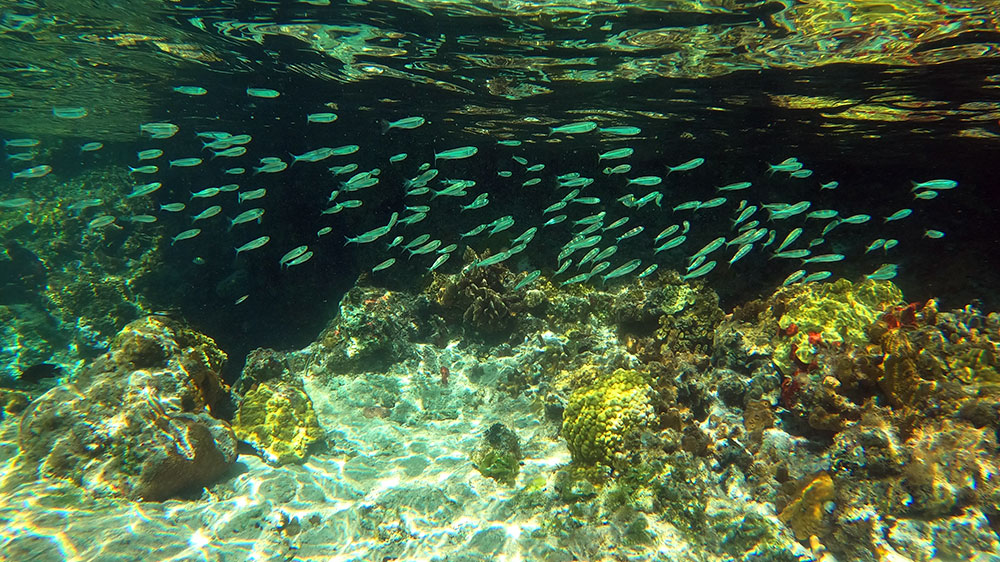 blauwasser_marina_bahamas_exumas_highborne_cay_schnorcheln