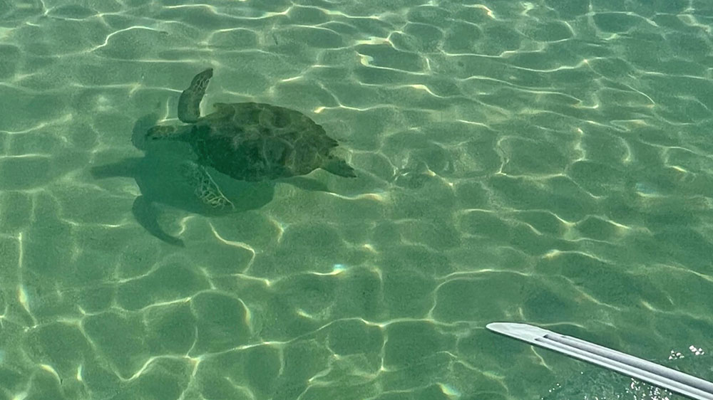 blauwasser_marina_bahamas_exumas_shroud_cay_schildkroete