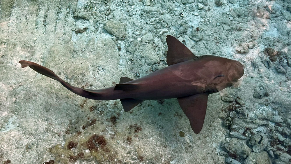blauwasser_marina_bahamas_exumas_staniel_cay_ammenhai