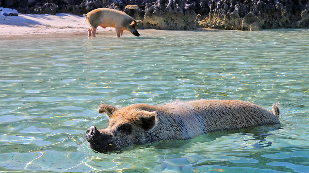 blauwasser_marina_bahamas_exumas_staniel_cay_schweine