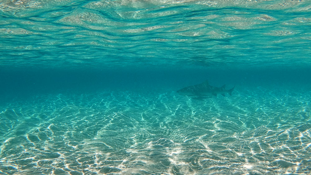 blauwasser_marina_bahamas_rose_island_glasklares_wasser