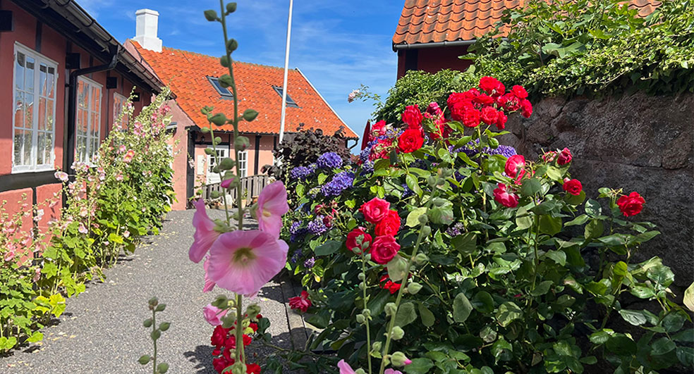 blauwasser_marina_daenemark_bornholm_svaneke_blumen