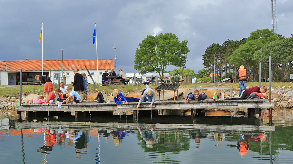 blauwasser_marina_daenemark_tuno_krabbe