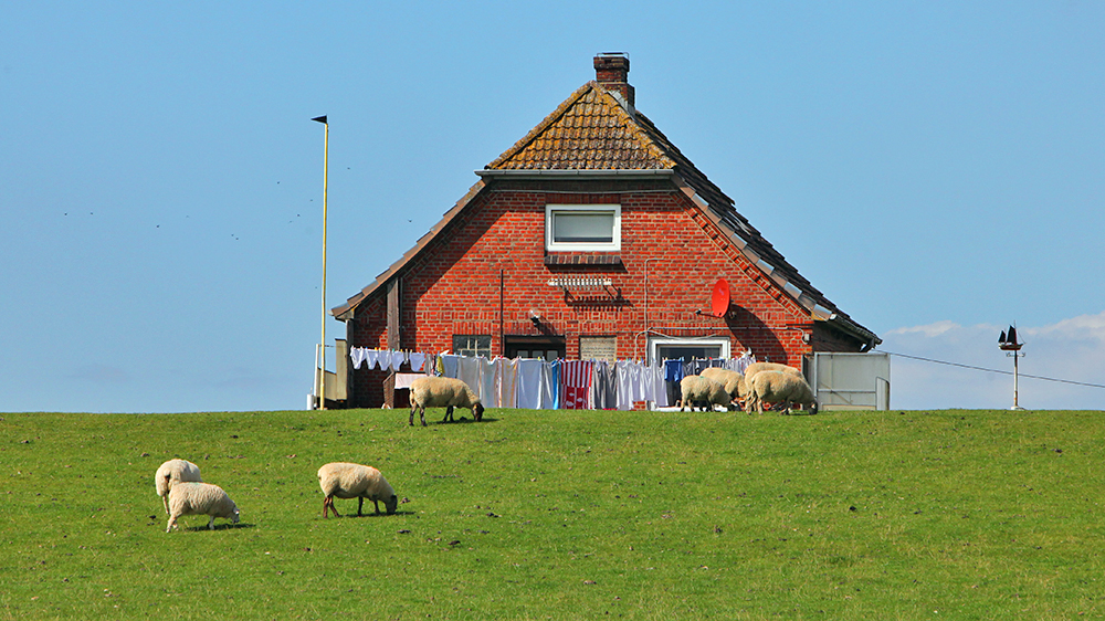 blauwasser_marina_elbe_neufeld_haus_am_deich