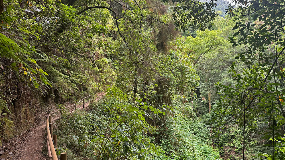 blauwasser_marina_kanaren_la_palma_santa_cruz_wald