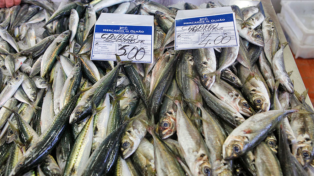 blauwasser_marina_olhao_portugal_fischmarkt_2