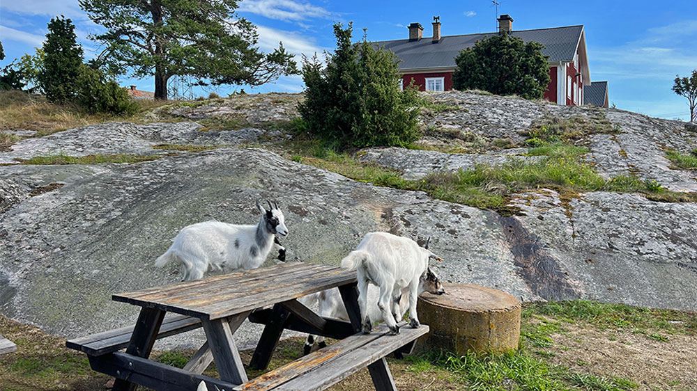 blauwasser_marina_schweden_ostkueste_haeradskaer_ziegen