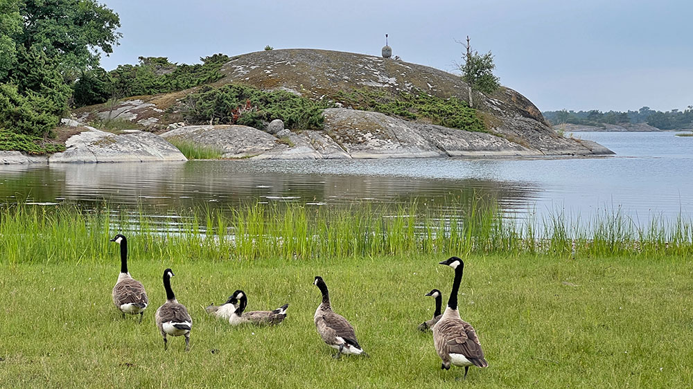 blauwasser_marina_schweden_ostschaeren_biskopsoen_tiere