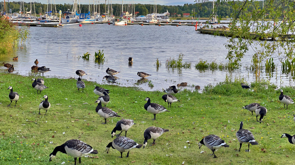 blauwasser_marina_schweden_ostschaeren_nykoeping_marina