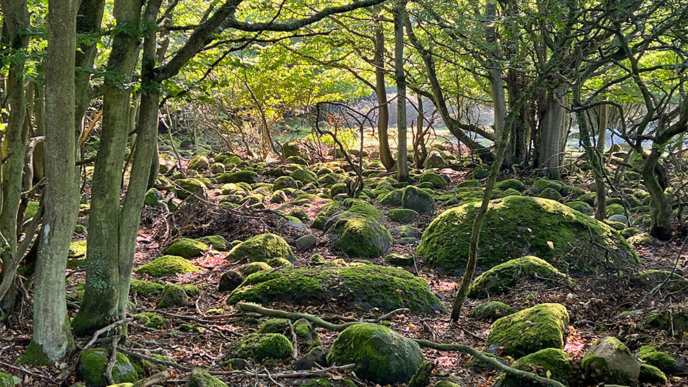 blauwasser_marina_schweden_suedkueste_hanoe_natur