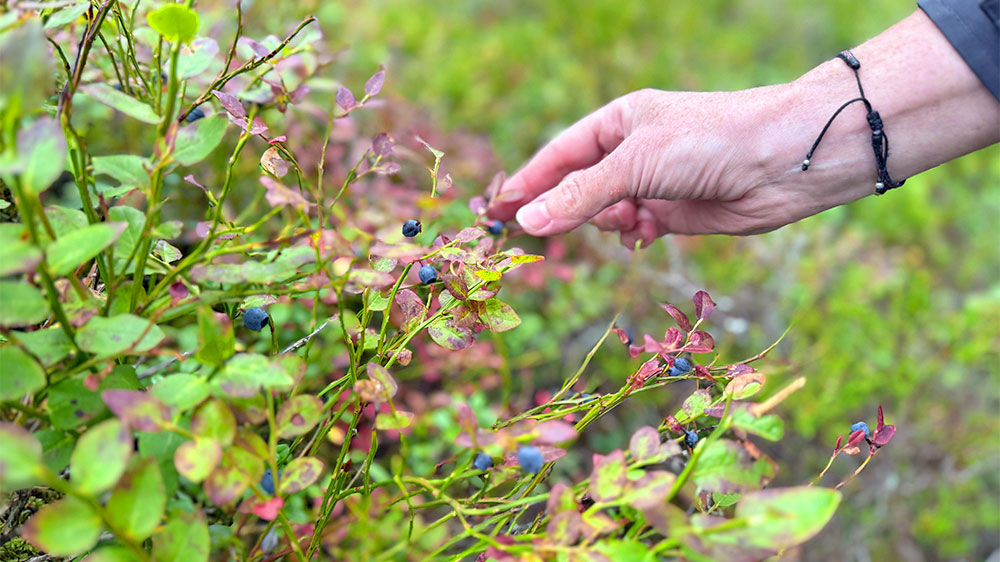 blauwasser_marina_schweden_vaenern_djuroe_beeren