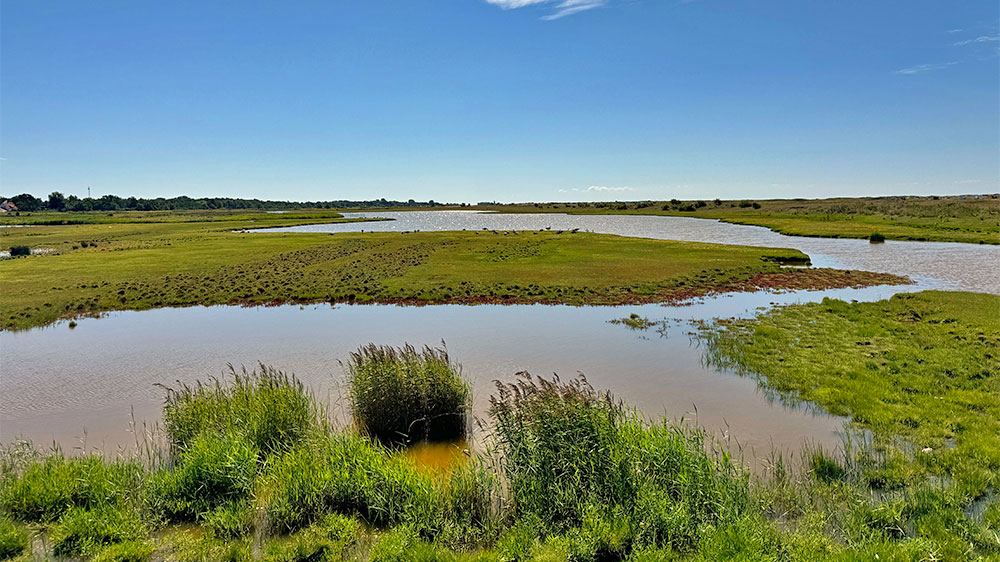 blauwasser_marina_schweden_westkueste_skanoer_salzwiesen
