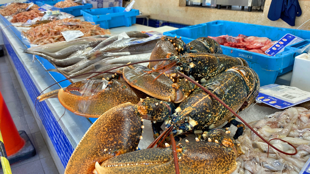 blauwasser_marina_spanien_suedkueste_rota_fisch
