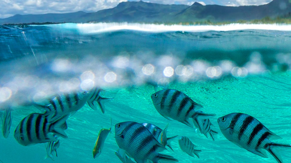 blauwasser_marke_oceans