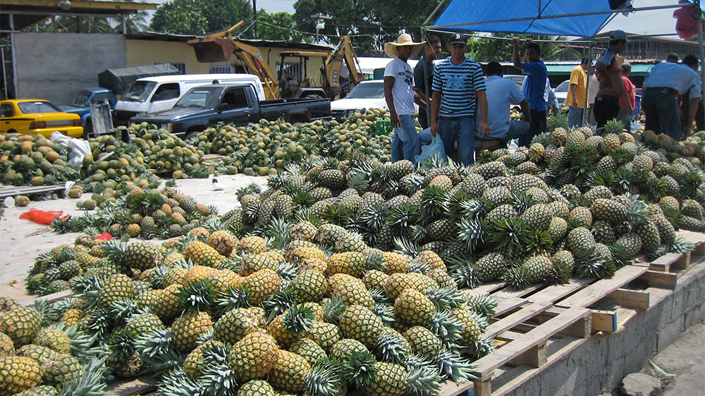 blauwasser_obst_gemuese_lagerung_ananas