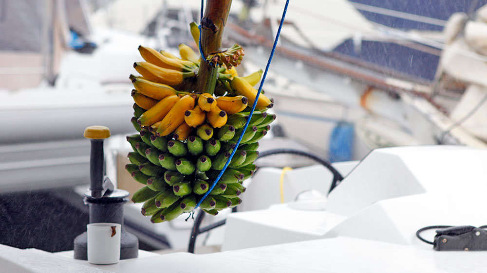 blauwasser_obst_gemuese_lagerung_bananen