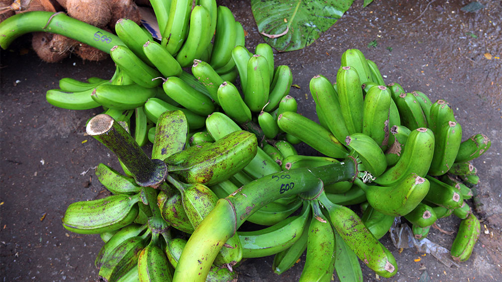blauwasser_obst_gemuese_lagerung_bananen_2